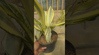 ST Futura Hendrika trade name quotAsahiquot hermansansevieria lidahmertua sansevieria [upl. by Notyard]