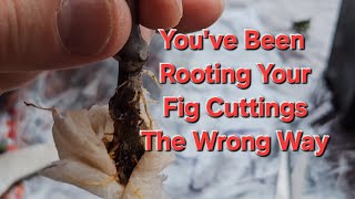 Try this incredible easy way to root Fig cuttings [upl. by Yoral728]