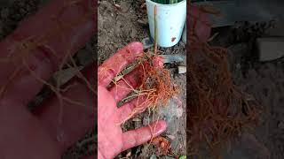 Root Stock Seeds🍋Lemon🌱Plant shorts shortvideo shortsviral rootstock lemonplant lemon seeds [upl. by Gherardo]