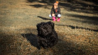 Havanese Grooming Hacks Quick Tips for a Beautiful Coat PART 3 [upl. by Ratib]