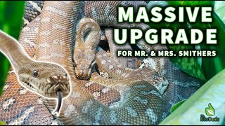 Upgrading our pair of Morelia bredli pythons The Ultimate Couples Habitat Makeover [upl. by Berlauda]