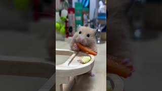 Adorable Hamsters Mega Munch Moment hamsters 倉鼠 [upl. by Ahsieyt]