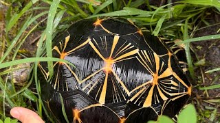 Flooding Radiated Tortoise Habitat update Rain  Tortoises [upl. by Hsoj523]