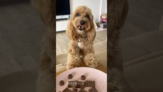 HO MANGIATO LA CIOCCOLATA 🍫😱 maltipoo dogtreats maltipoodog [upl. by Adrell]