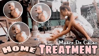 Home Treatment  Madre de cacao  for fleas and mites for dogs [upl. by Ocinemod]