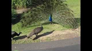 Peacock Mating 6 [upl. by Alex528]