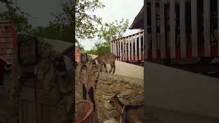 Hilarious Screaming Goats You Wont Stop Laughing [upl. by Sik]