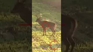 The 65 Needmoor⁉️deerhunting scopecam caceria शिकार hunting hindi viral shorts [upl. by Britta]