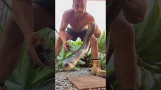 Carpet python coombabah animals dangerous snake attitude snakerescue [upl. by Luapsemaj]