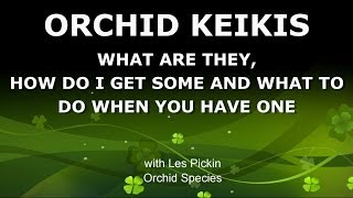 ORCHID KEIKIS  WHAT ARE THEY HOW TO GET ONE AND WHAT TO DO WITH IT [upl. by Kaczer983]