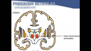 FORMACIÓN RETICULAR [upl. by Dick1]