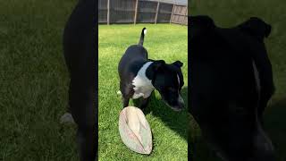 Playtime for BB❤️ puppy staffie staffies staffy staffordshirebullterrier funny cute [upl. by Quincey]