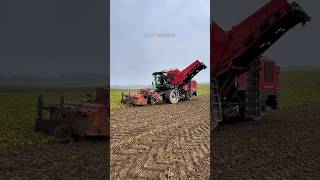 Agrifac sugar beet harvester [upl. by Santa]