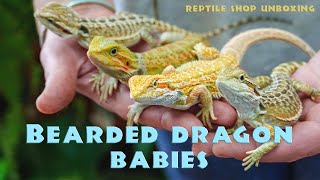 Unboxing the CUTEST Baby Bearded Dragons [upl. by Kenay]