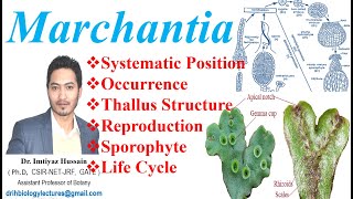 Marchantia Life Cycle Systematic Position Occurrence Reproduction Thallus Structure Sporophyte [upl. by Lewiss315]