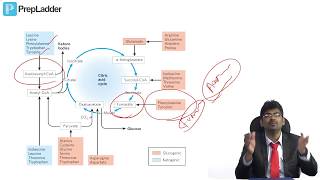 Fate of Carbon skeleton of Amino acids  MCQ discussion [upl. by Hasseman]