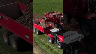 Beet Harvest vervaet masseyferguson harvest shorts sugarbeet farming drone tractor new [upl. by Enidan]