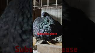 🇧🇩🥰gaditano male 🥰🇧🇩 pigeon birds parrot love attitude pigeonlanding viralvideo bird kabuta [upl. by Prisilla802]