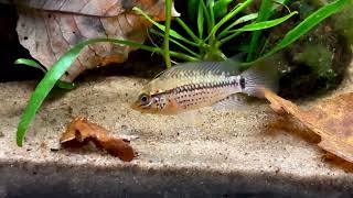 Apistogramma sp Alto Tapiche  Young male [upl. by Lux]