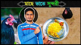 সুন্দরীর লাঞ্চ 🔥 মুরগি পালন পদ্ধতি 🔥 Jactok পাখি ভাইয়া [upl. by Stoller242]