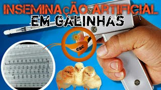 Treinamento como fazer inseminação em galinhas índio gigante etc 10022019 CMAI ItaberabaBA [upl. by Elleivap]