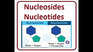 Nucleotide and nucleosides  2024 [upl. by Aissatsana541]