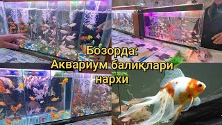 РМК бозорда Аквариум балиқлари нархи балиқ еми нархи  Рыбки fish [upl. by Jeanne]