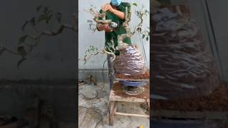 Membuat bonsai berfungsi [upl. by Yatzeck]