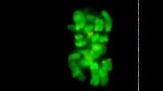 Mitotic chromosome movements [upl. by Teplitz]