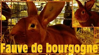 Oryctolagus cuniculus  Linnaeus 1758  Fauve de Bourgogne  Salon de lAgriculture 2016 [upl. by Kallista]