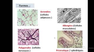 Cytologieبالعربية  1 Organisation generale de la cellule  Part 1 la cellule eucaryote [upl. by Aihseit]