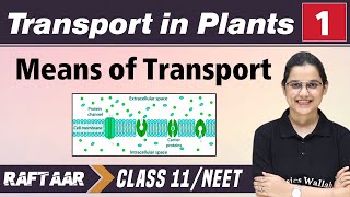 Transport in Plants 01  Means of Transport  Class11NEET [upl. by Morlee]