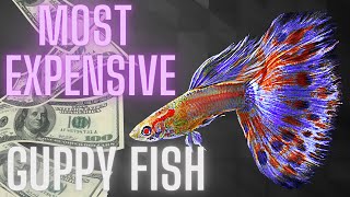 Most Expensive Guppy Fish – All You Need to Know [upl. by Akeirahs]