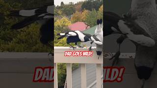 Australian Magpie Attacks Whats happening Shocked [upl. by Elatnahs]