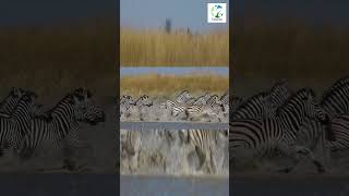 👀🦓THRILLING Zebra STAMPEDE In River shorts wildlifemoments animals wild africa [upl. by Merow]