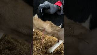 Infection cow farming milking cow farmlife veterinary farm [upl. by Draper27]