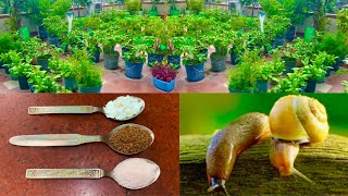 3 Magical Homemade Remedies To Control Slugs And Snails In Your Garden [upl. by Ahtivak158]