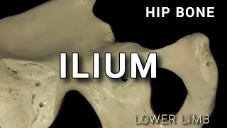 HIP BONE  ILIUM [upl. by Venice]