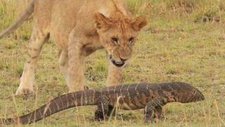 Pride of lions versus a Nile Monitor [upl. by Admana]