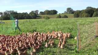 Collecting The Eggs Free Range Chickens with Daniel OBrien [upl. by Kain]