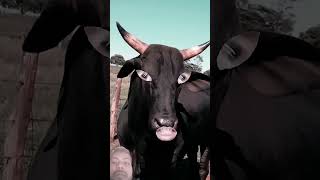 cowcows animals cow bull cowes funnycow cowcow cowvideos funny [upl. by Raul848]