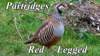 Red legged Partridges  Nov 2024 [upl. by Felicia]