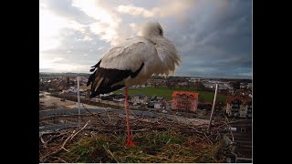 LIVE Storchennest Freilassing [upl. by Yuhas648]