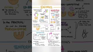 Enzymes biology and physiology [upl. by Magdalene]