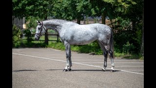 CELLESTE CELLESTIAL x ARMAND XX  2017 mare [upl. by Rinaldo629]