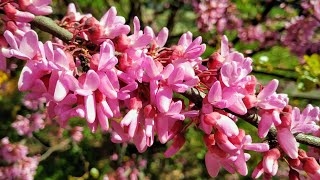 Judas Tree  Redbud Cercis siliquastrum  eat this Biblical Plant [upl. by Neelsaj]