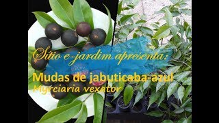 Jabuticabaazul Myrciaria vexator  mudas [upl. by Grevera]