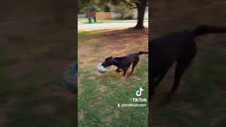 Boston vs PitbullStaffy workingdog dogplaying [upl. by Anora]