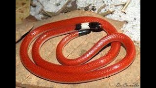 Muçurana 🐍  muçurana ou mussurana Pseudoboa nigra [upl. by Yrreg]