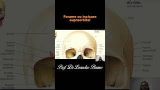 Forame e Incisura supraorbital  Anatomia  Anatomia Humana [upl. by Wivestad]